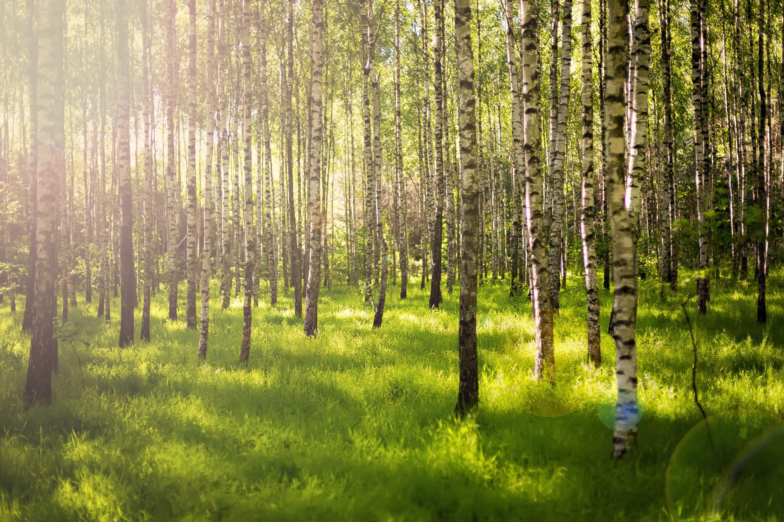 How does Reforestation Combat Climate Change?
